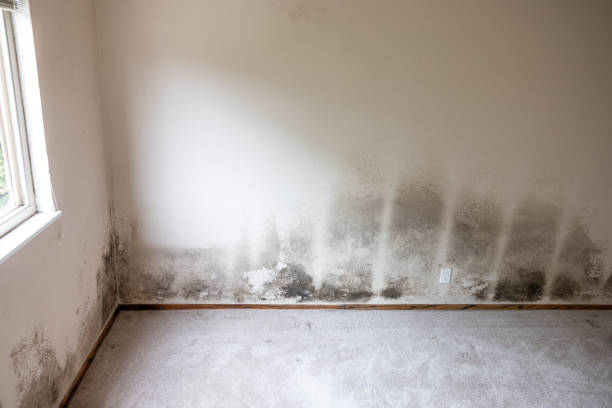 Best Biohazard Mold Removal  in East Chicago, IN