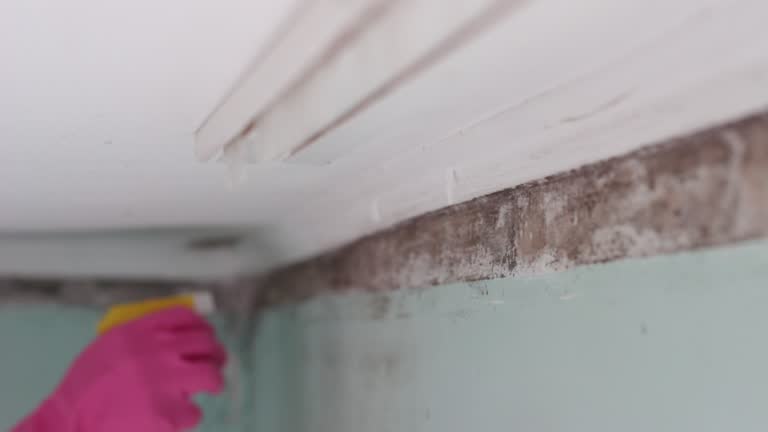 Environmental Consulting for Mold Prevention in East Chicago, IN